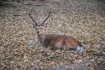 Rehe in Nara