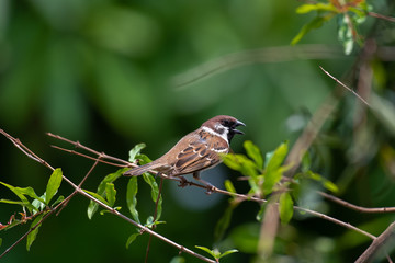 Eurasian Tree Sparrow bird on tree branch.
