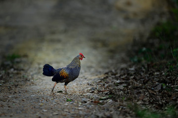 Obraz premium Jungle Fowl