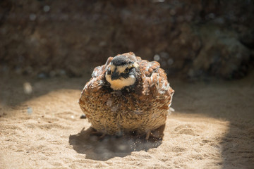 Japanese Quail (Coturnix japonica) in Moscow zoo