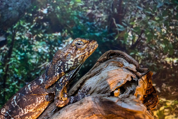 Australian lizard The Frilled Neck Lizard