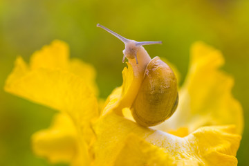 A snail moves on a yellow iris flower after the rain