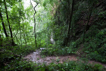 Fototapeta na wymiar muddy pathway in dense tropic jungle trekking path lush green foliage