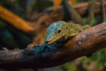 Green tree monitor. Shallow depth of field
