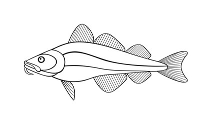 Atlantic cod outline.  Isolated cod on white background
