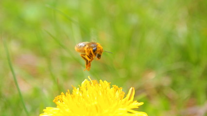 Spring green grass. Young meadow. Dandelion flower, wild flying bee
