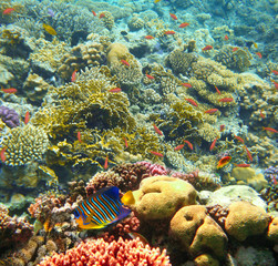 Underwater world. Coral fishes of Red sea.