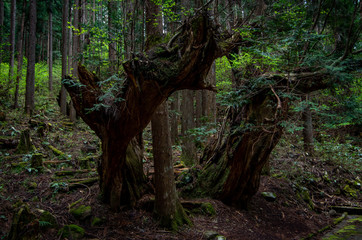 巨大な木の森