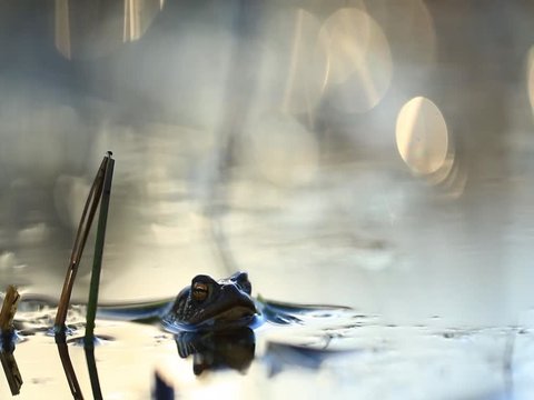 toad sitting in a swamp close-up, amphibian nature, reptile frog