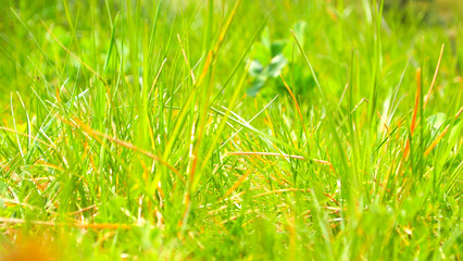Spring green grass a young meadow
