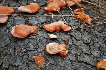 orange bracket fungus growing on a fallen tree in the woods