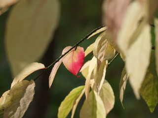 Autumnal forest: translucent small leaves in gentle colors. Beautiful early fall in pale tints; a composition called 