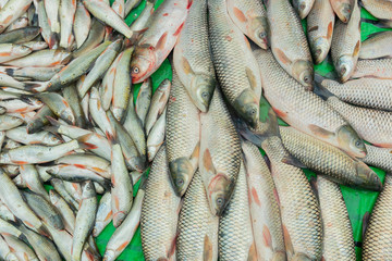 Obraz premium Fishes for sale, Kolkata, West Bengal, India
