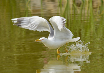 gaviota patiamarilla arrancando el vuelo desde el estanque  (Larus michahellis) Marbella Andalucía España	