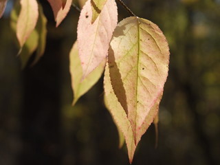 Autumnal forest: translucent small leaves in gentle colors. Beautiful early fall in pale tints, a natural scene close-up, No.2