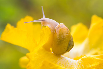 A snail moves on a yellow iris flower after the rain