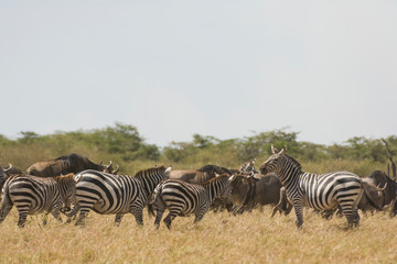 Zebra & Wildebeest, Maasai Mara, Kenya