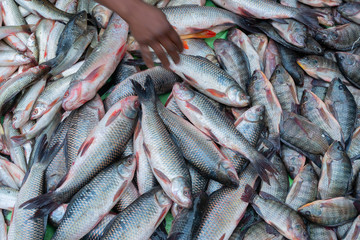 Fishes for sale, Kolkata, West Bengal, India