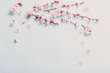 pink cherry flowers on  paper background