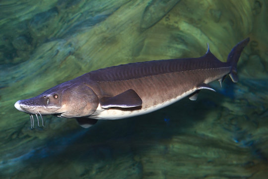 Fish kaluga ( Huso dauricus ) in freshwater aquarium.