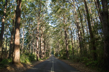 Eucalyptus Trees 