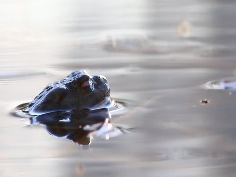 toad sitting in a swamp close-up, amphibian nature, reptile frog