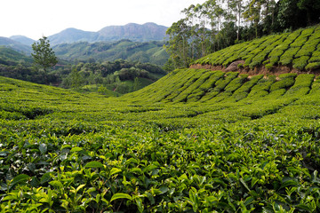 tea plantation in india