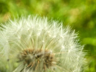 Fototapete dandelion on green background © BrawPhoties