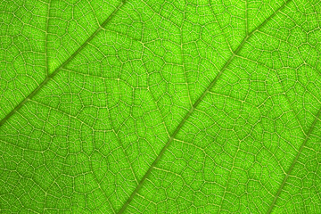 Green leaf backlit, summer background. Close-up natural texture, macro