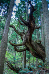 巨大な木の森