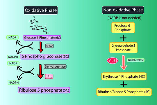 Glucose-6-Phosphate Dehydrogenase, G6PD pathway, Deficiency concept illustration.