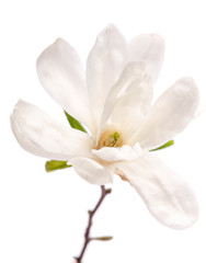 Beautiful delicate white magnolia close up isolated on white background