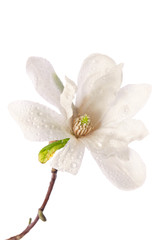 Beautiful delicate white magnolia with dew drops close up isolated on white background © Soyka