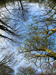 trees in the sky
