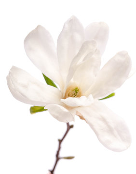Beautiful delicate white magnolia close up isolated on white background