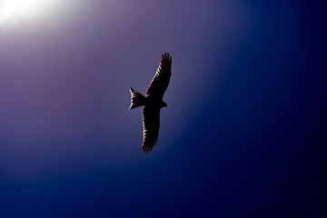 Red Kite (Milvus milvus) flying on a spring day with blue sky