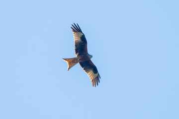Red Kite (Milvus milvus) flying on a spring day with blue sky