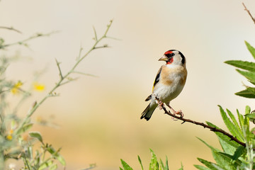 jilgueros en una planta verde con fondo pastel (Carduelis carduelis) Marbella Andalucía España 