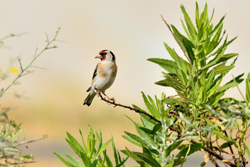 jilguero posado sobre una rama con arbustos verdes y fondo pastel  (carduelis carduelis) Marbella Andalucía España 