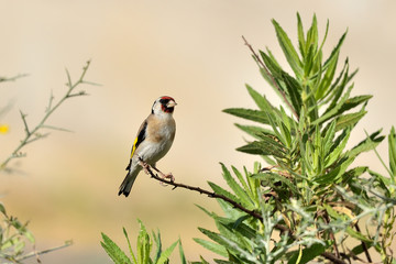 jilgueros en una planta verde con fondo pastel (Carduelis carduelis) Marbella Andalucía España 
