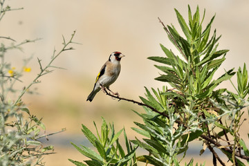 jilgueros en una rama seca con fondo color pastel (Carduelis carduelis) Marbella Andalucía España 