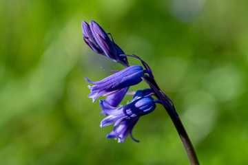Bluebells (Hyacinthoides non-scripta) in woodland in spring sunshine