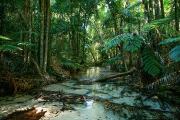 fresh water on Frazer island  © Alexandra