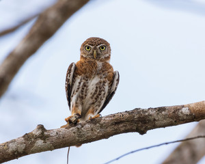 A Cuban pygmy owl (Glaucidium siju) perching on a tree branch with eyes wild open