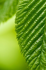 Green leaf of blackberry with detailed surface and visible texture. Close-up. Low depth of field, blurred background
