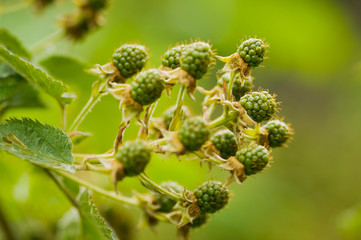 Natural food - green blackberries in a garden. Bunch of unripe blackberry fruit - Rubus fruticosus - on branch with green leaves on a farm. Close-up, blurred background