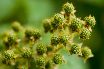 Natural food - green blackberries in a garden. Bunch of unripe blackberry fruit - Rubus fruticosus...
