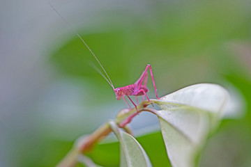 Pink grasshopper on green leave