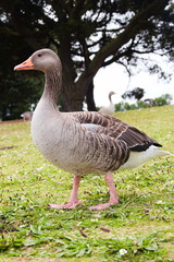 Greylag Goose standing on some grass in front of some trees.