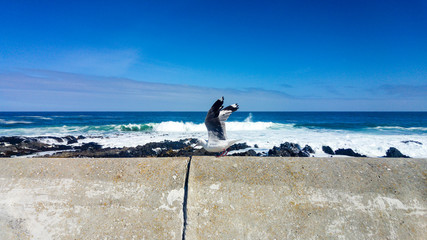 Fototapeta premium Lone seagull standing on cement wall, Cape Town, South Africa